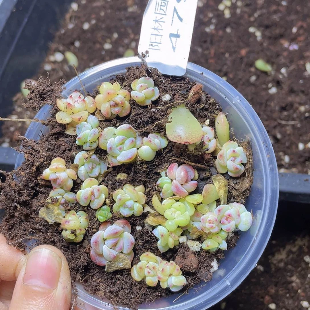 多肉植物多肉植物479