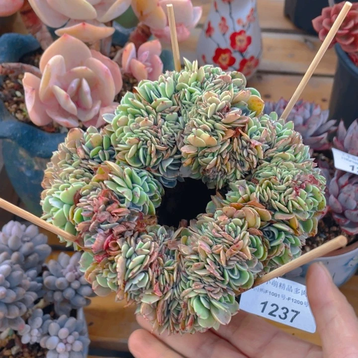 谢谢你的支持000001237