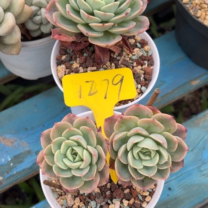 哈密瓜2颗000000多肉5