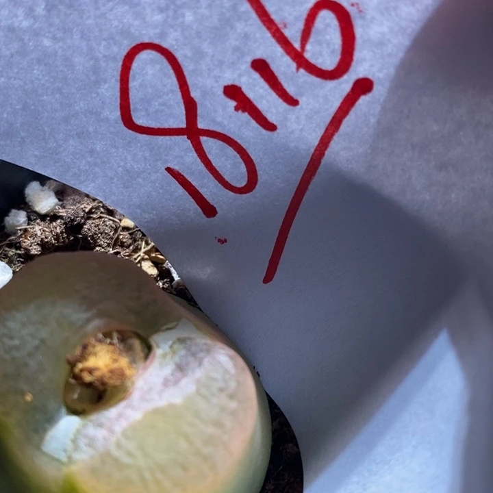 18116有伤一个一个