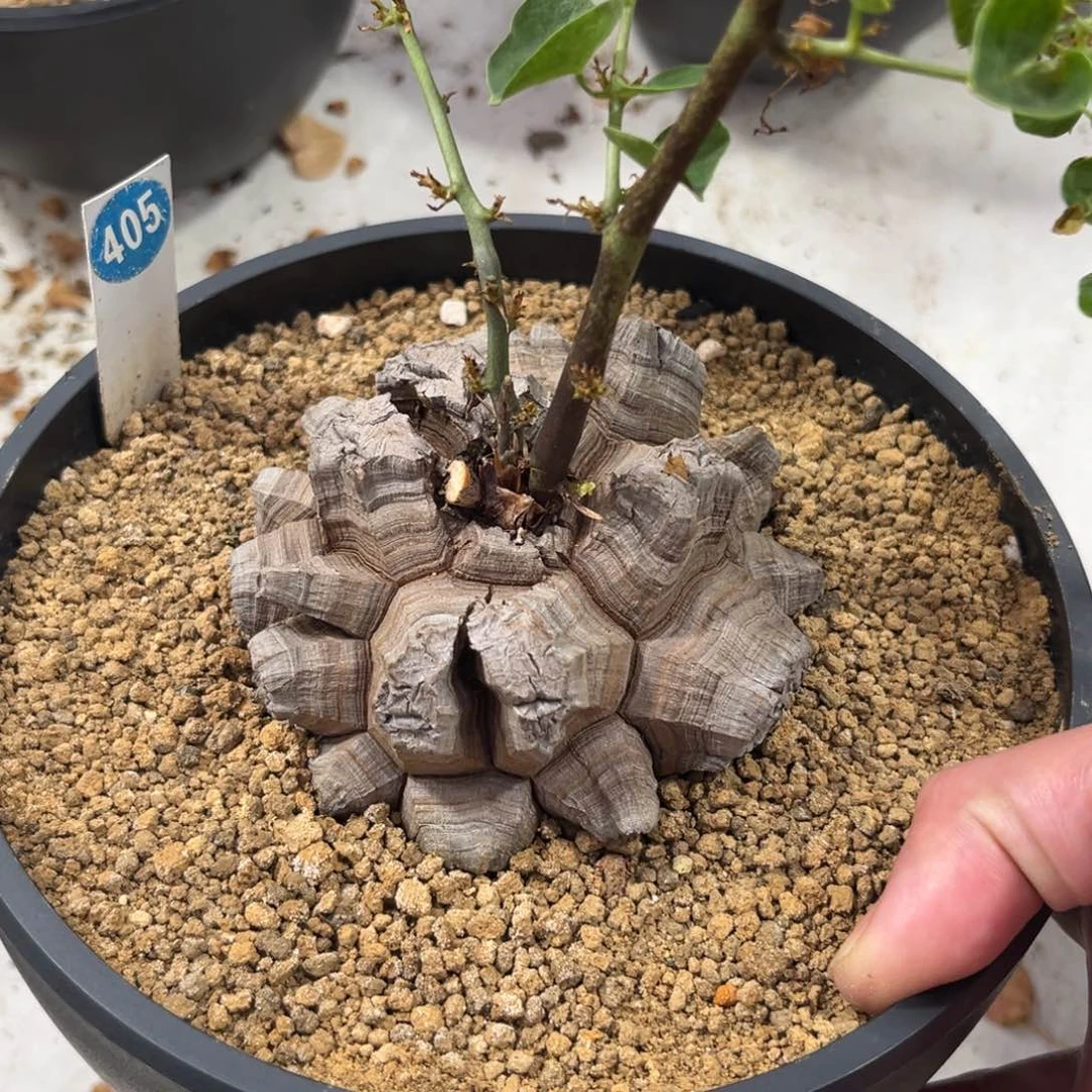 405龟甲龙带盆带土发货