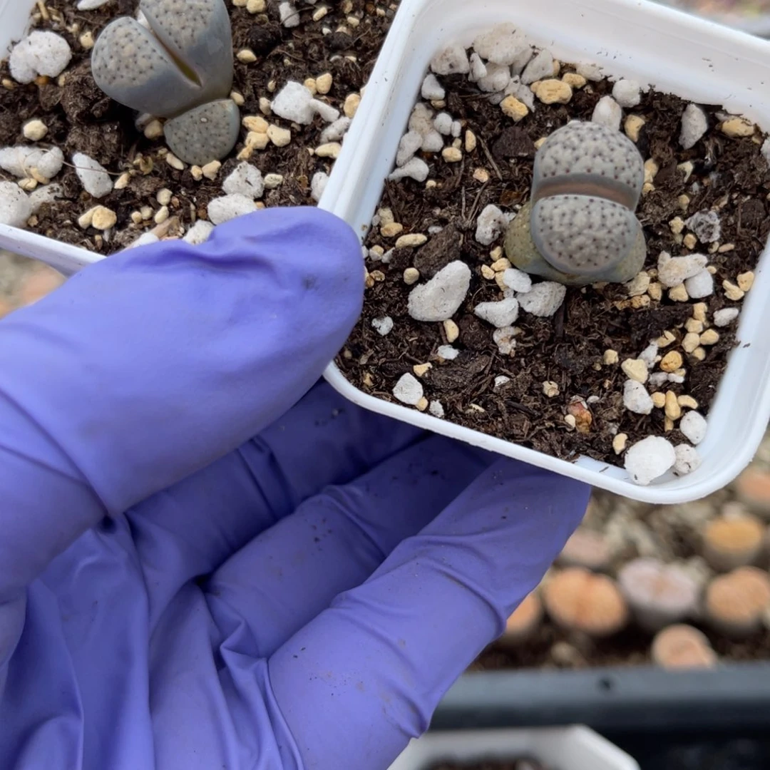 多肉植物一物一拍49