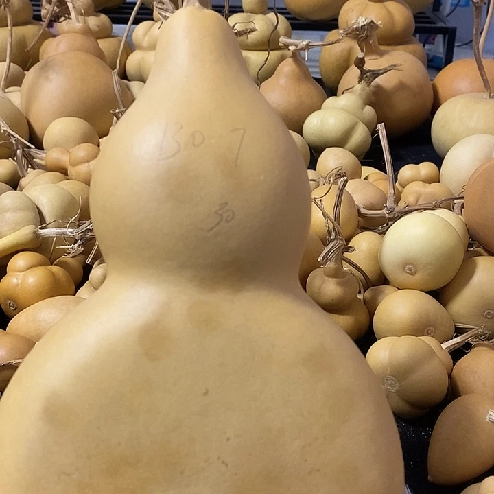 B****葫芦的颜色是蓝色的