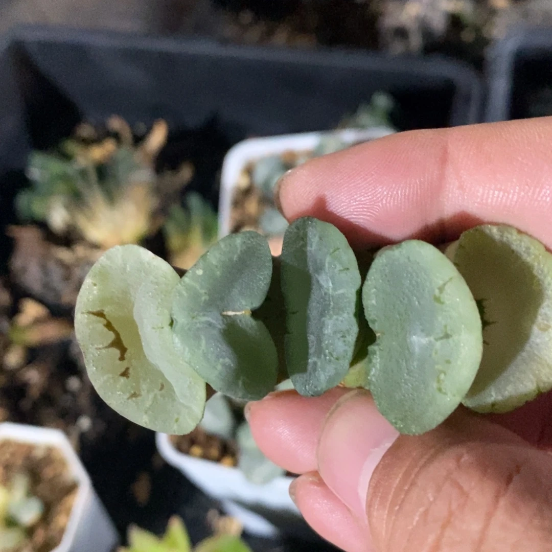 一颗大蓝镜玉扇。