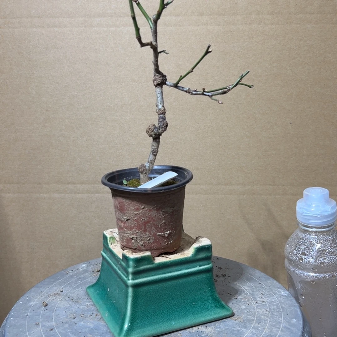 无花朵【9号原生龙游梅】原盆土发货