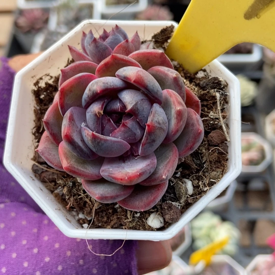 2078蓝莓多肉植物多肉