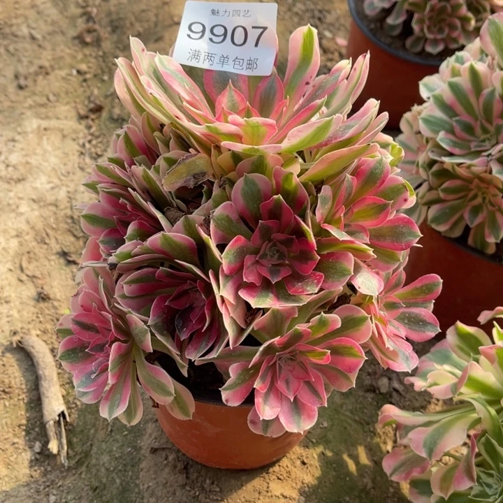 9907女巫的人多肉的