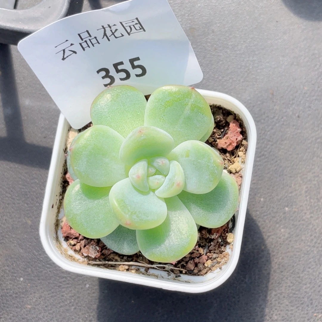 喵***唔355号糖心冰心珍妮