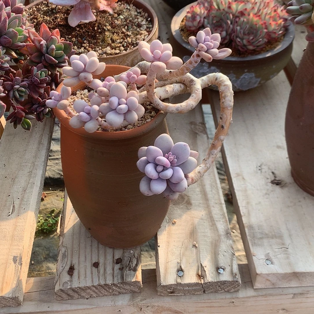 蓓*桃蛋多肉植物脱土