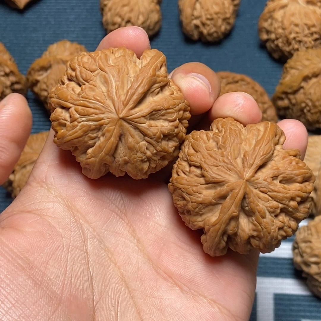 大***龙45尺全品大粗筋白茬