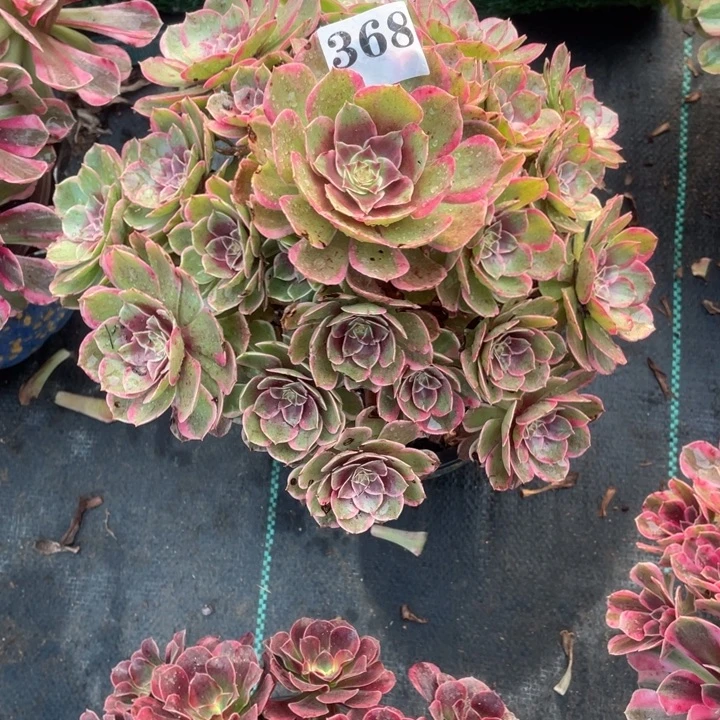 368号精品法师粉花妖