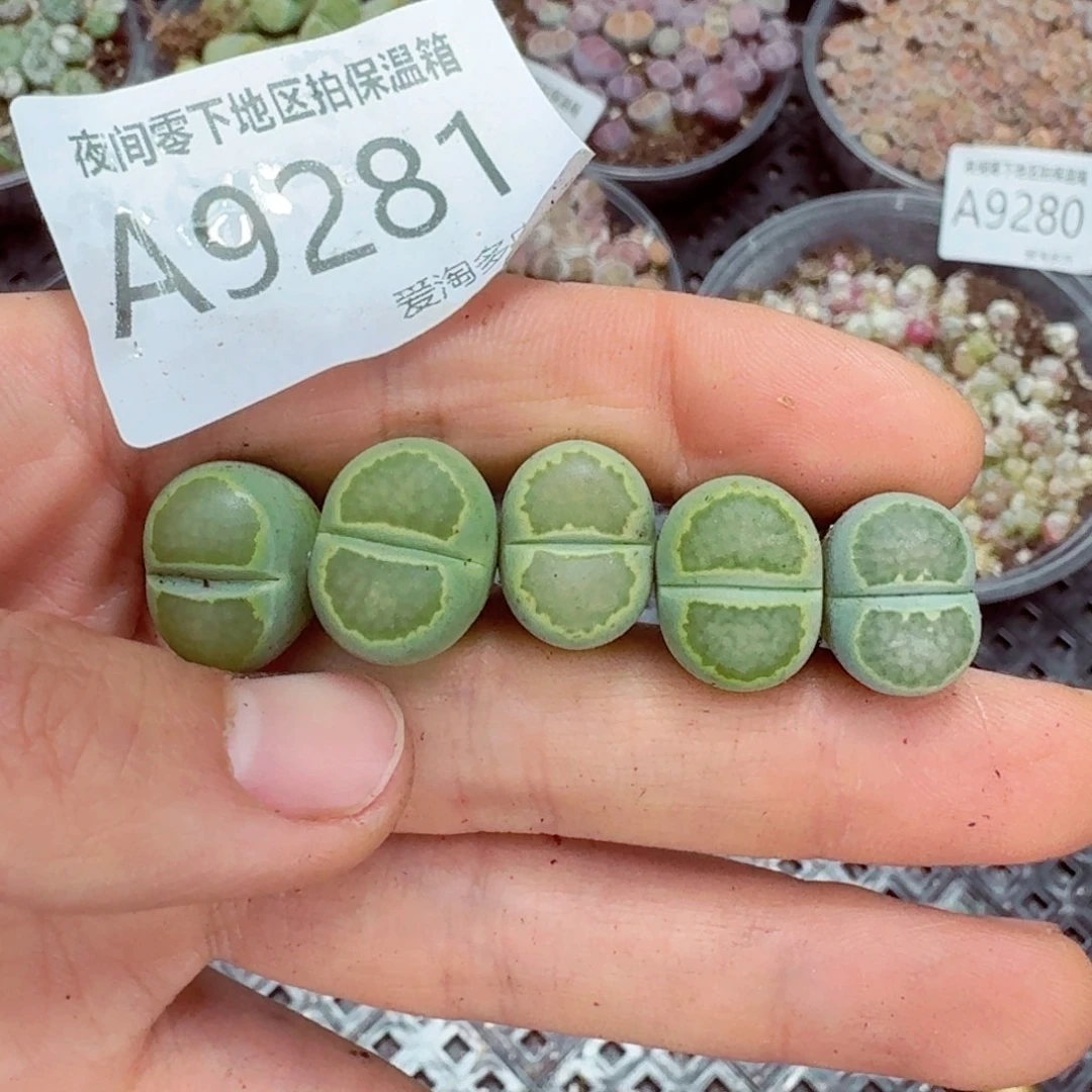 9281––零下地区需拍保温箱
