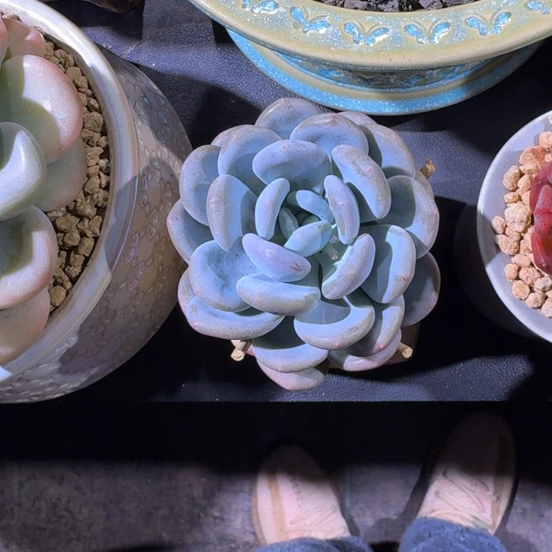 米雪奶 单头  一物一拍