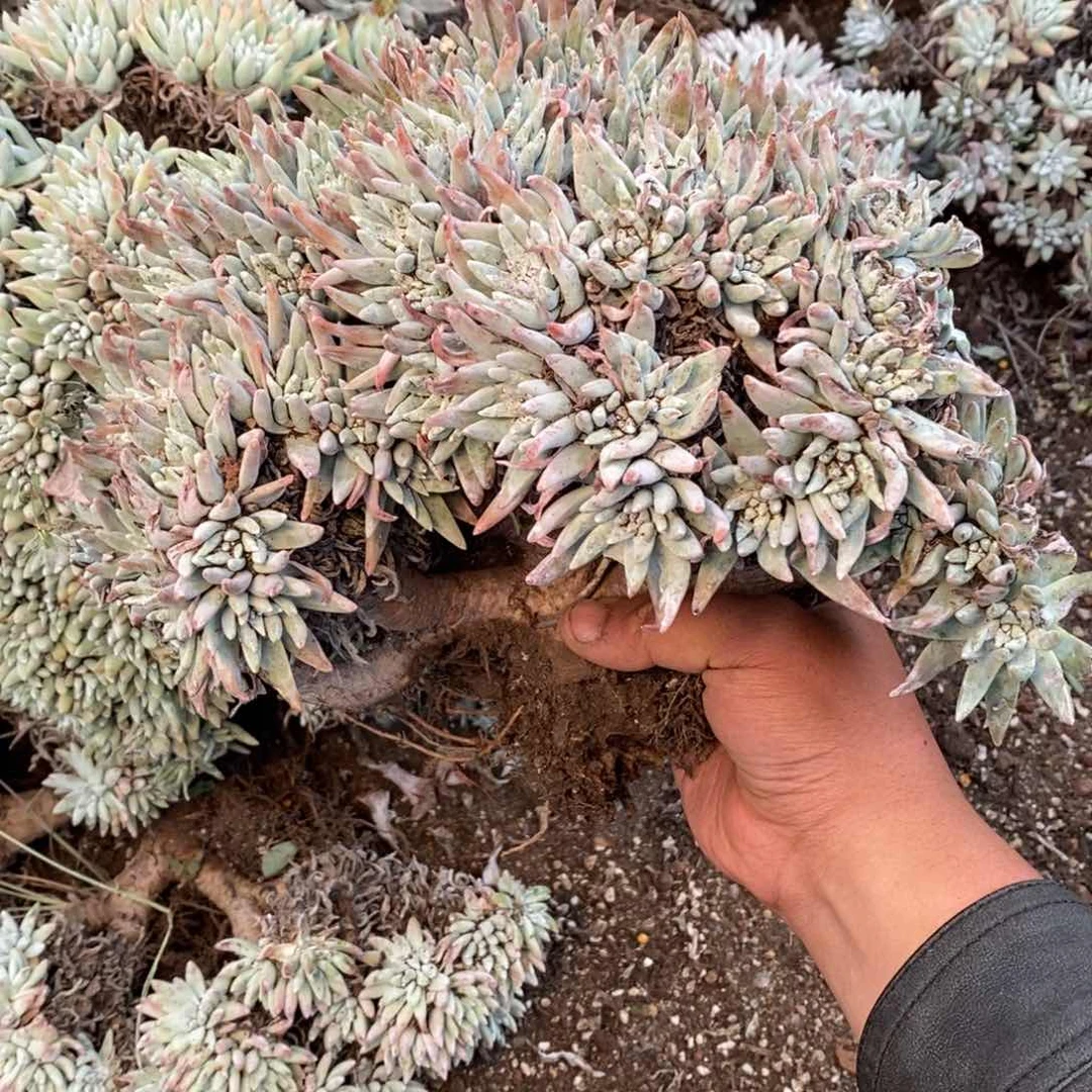 3106瑕疵不包售后哈哈哈哈哈哈哈