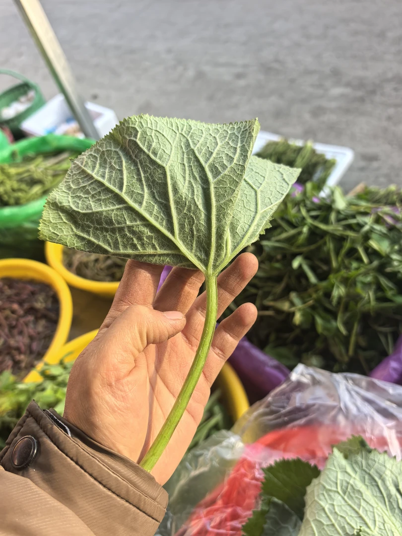 马蹄叶东北大叶子野菜包饭烧烤包烤肉新鲜马蹄叶朝鲜拌菜好吃