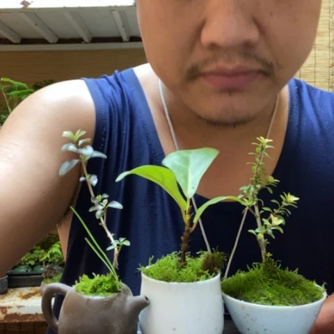 红陶一物一拍所见即所得227