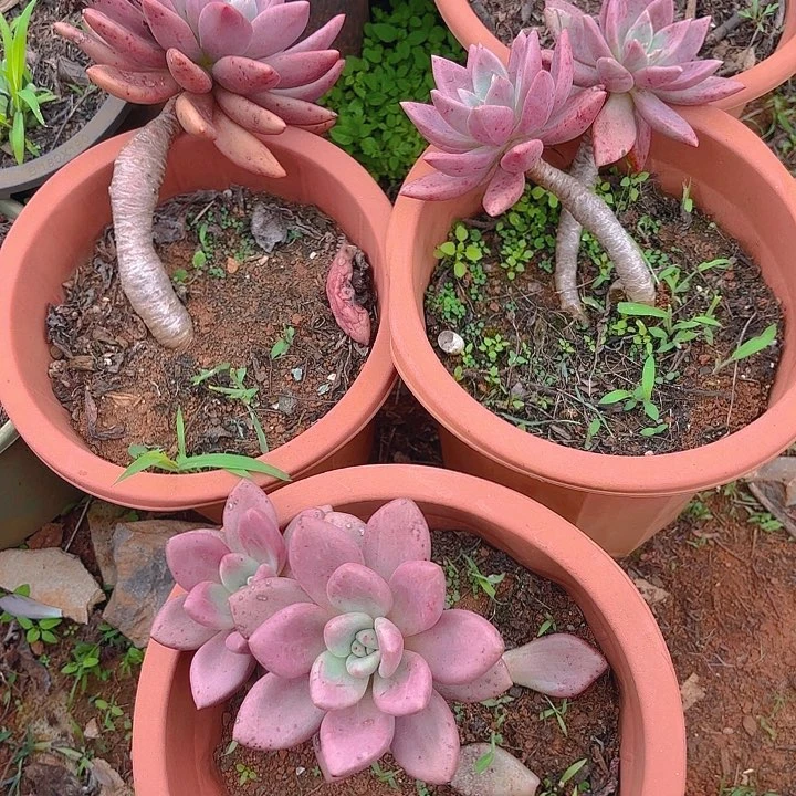 @*儿多肉植物。。。。。。。。。。。。。。。