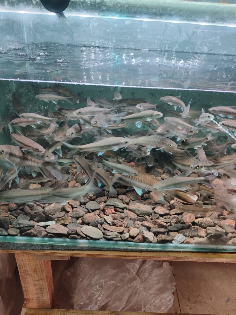 大爬尾洪崩河异口。25左右尺寸，  品相非常好。