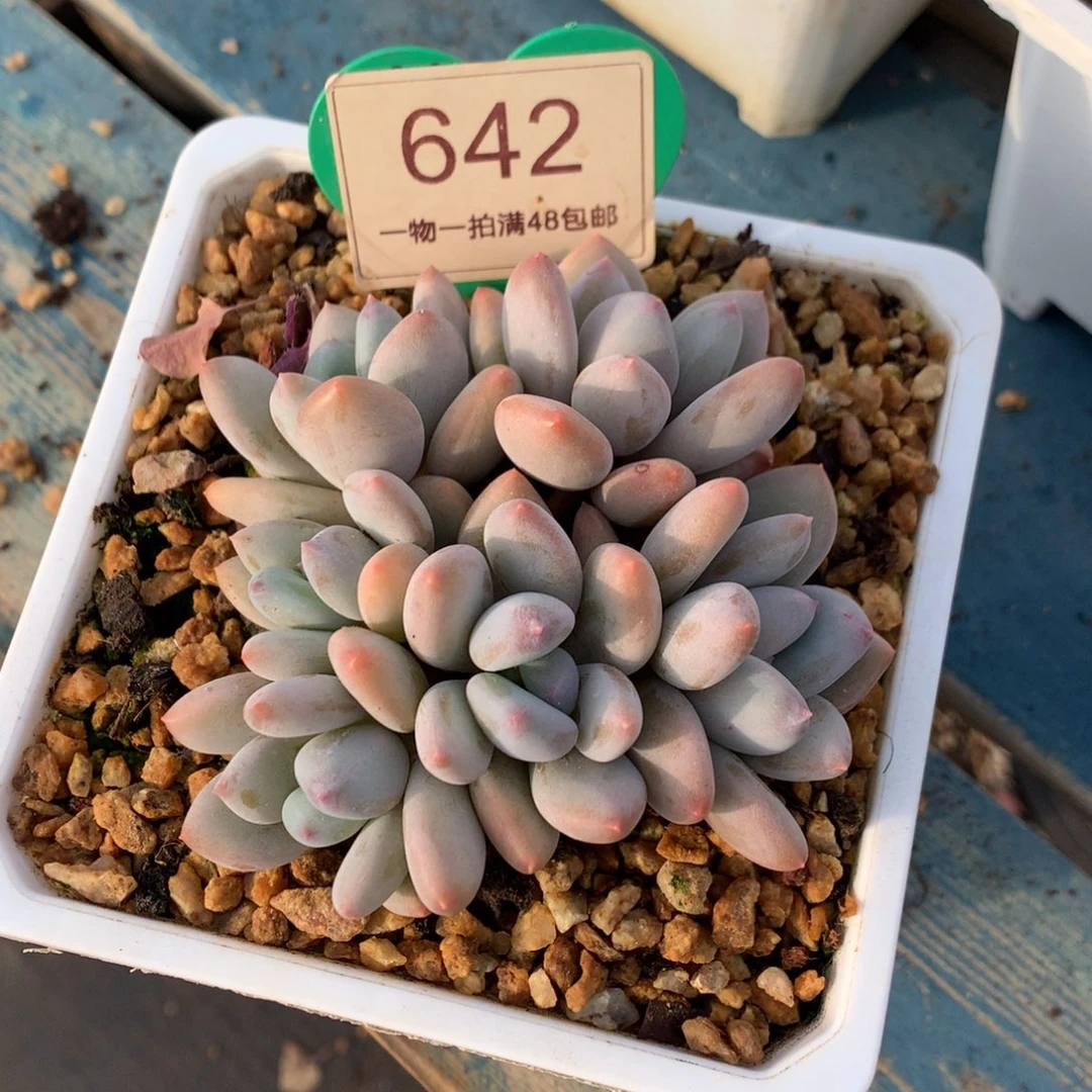 阿***-珍舞奶酪无砍平头642