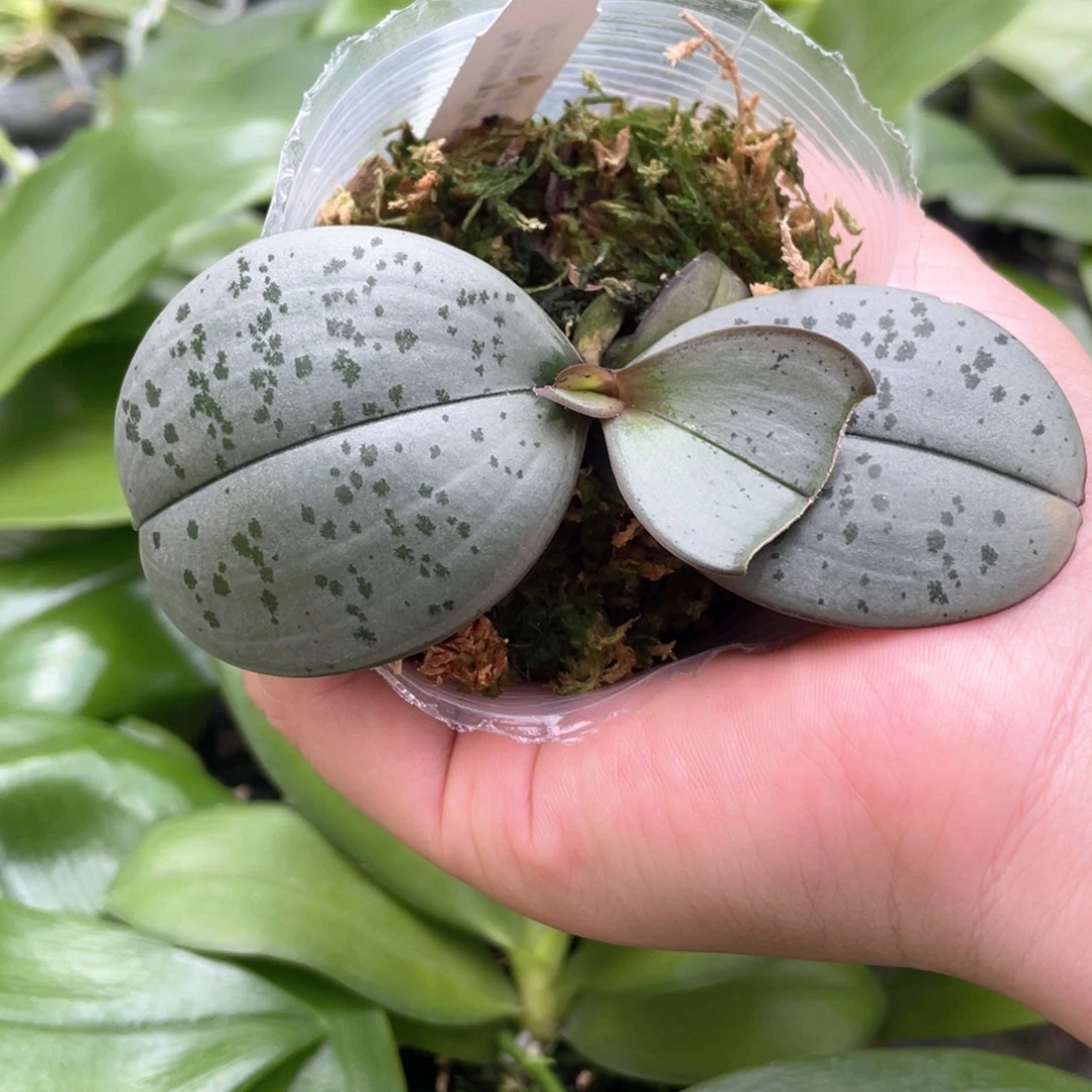 当前无花栽培后可以开花（银圆交超银点点西）无根特价