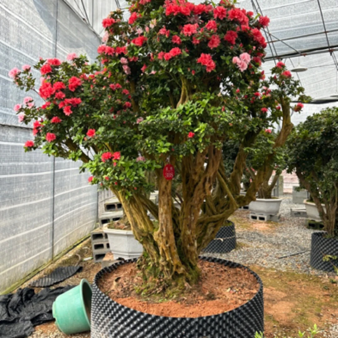 喜哥花木场付米窗口（一物一拍）