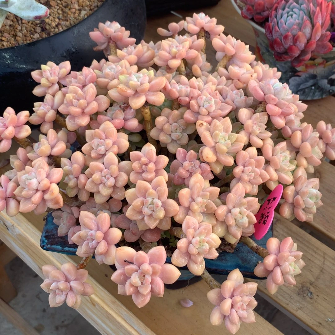 蛋糕啊啊啊啊啊啊啊啊