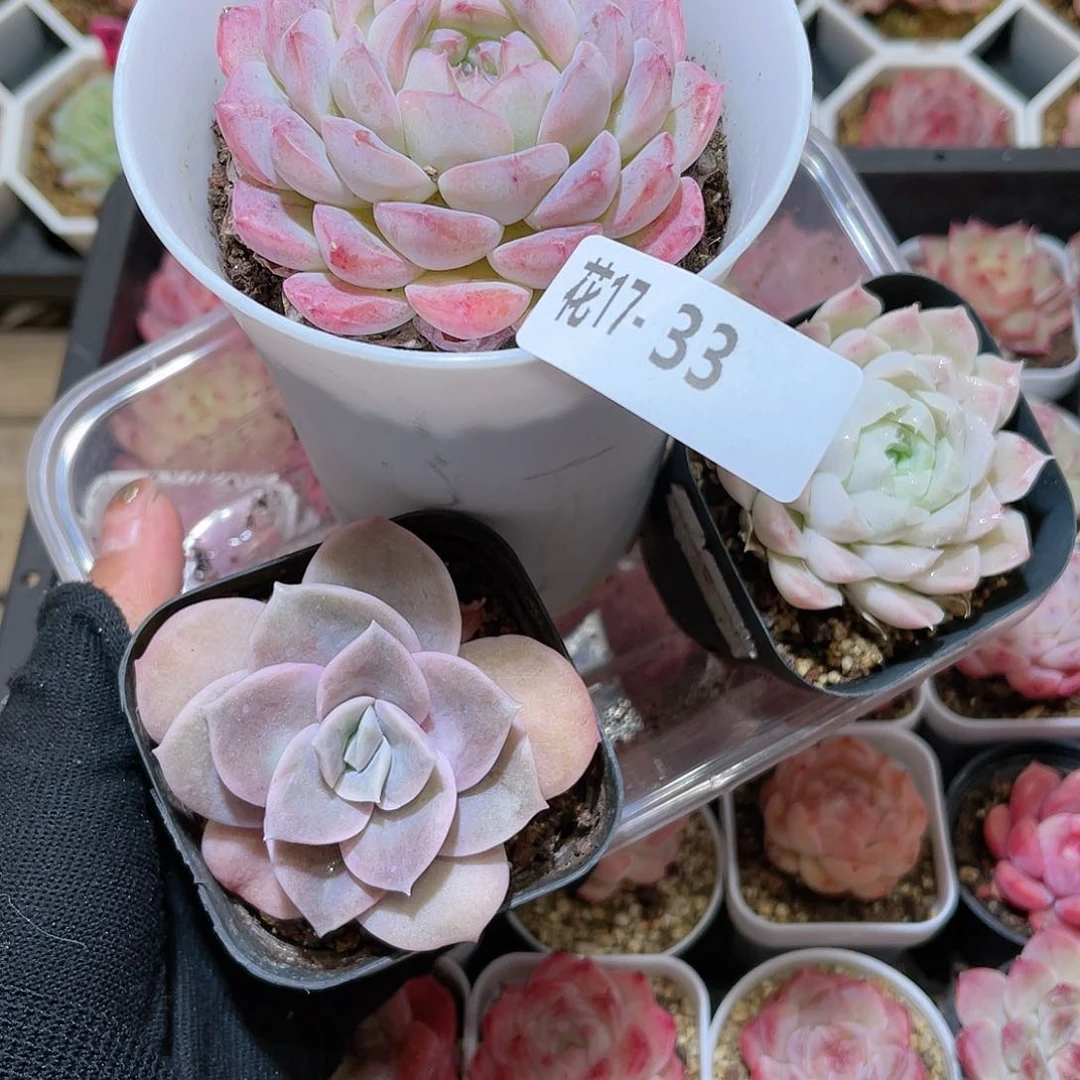 花17-33多肉 3颗