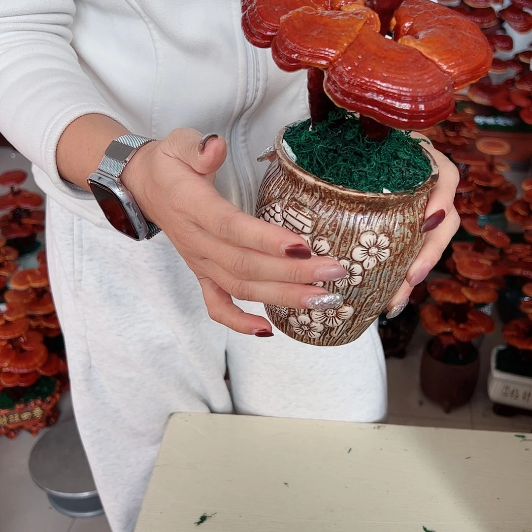 无花朵灵芝盆景二层