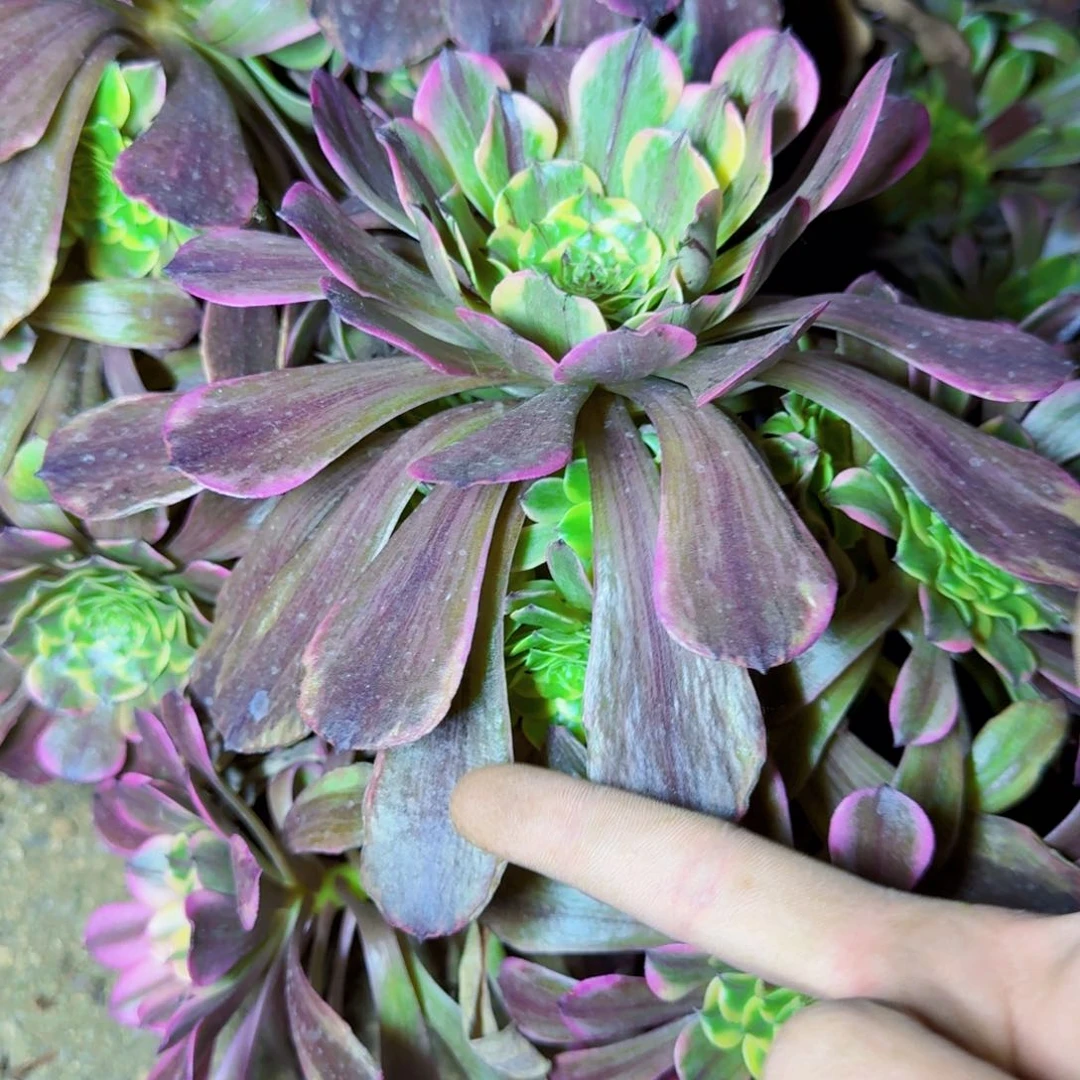 粉体水墨画满20包邮