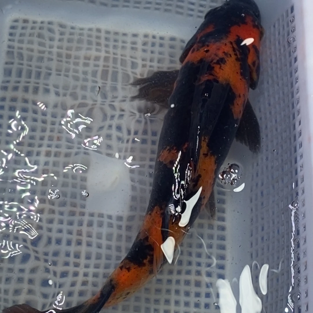 锦鲤锦鲤包邮冷水