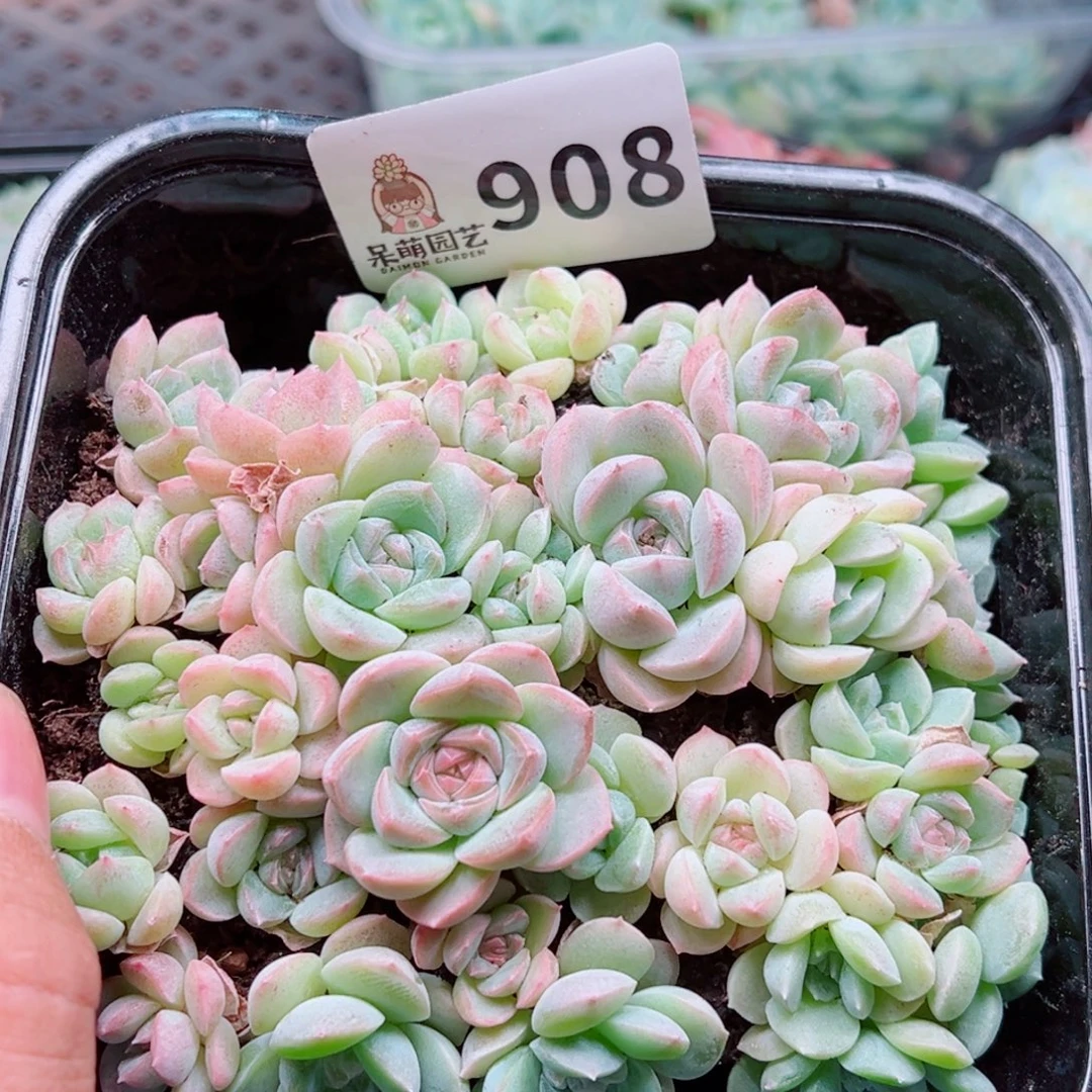 多肉植物多肉植物