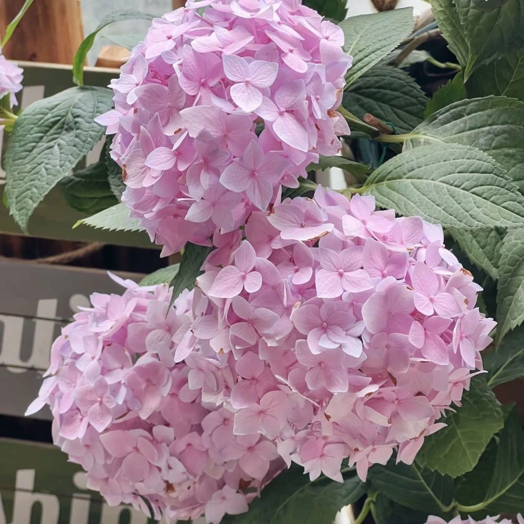 绣球花无尽夏粉色【2-4】带花苞发货基地原盆