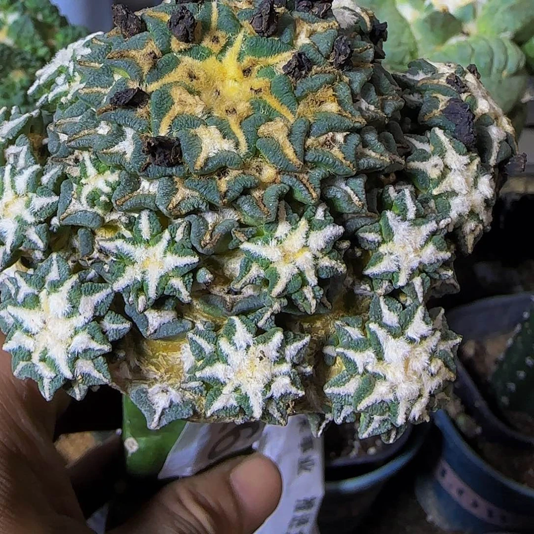 乍***简姬牡丹群头326仙人球开花