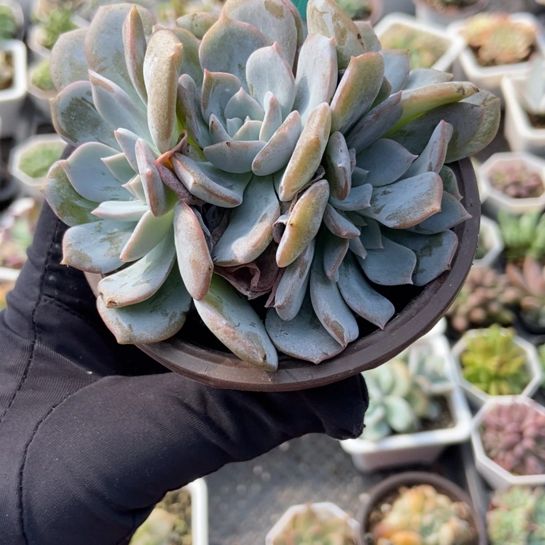7315白茶多肉植物