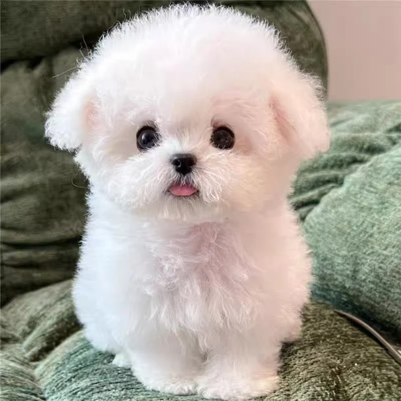 比熊博美泰迪活体小型宠物犬  299KD  XS