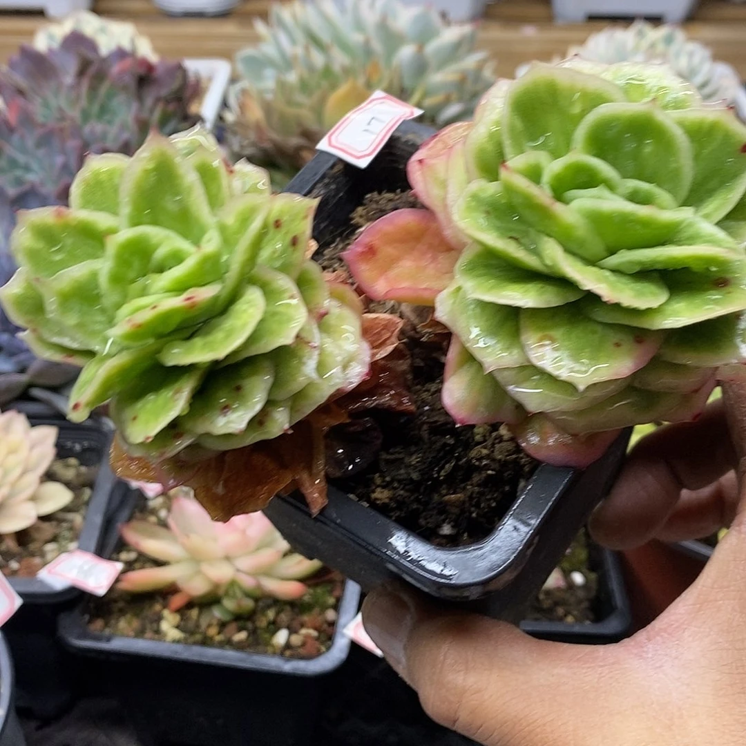 13171 冰玫瑰锦双头不包整