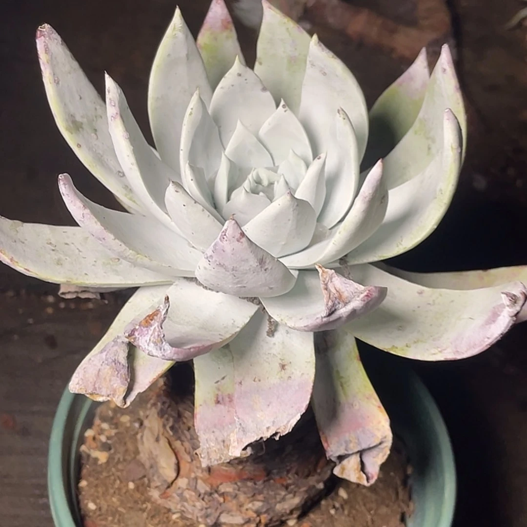 【闪购商品】叶****3