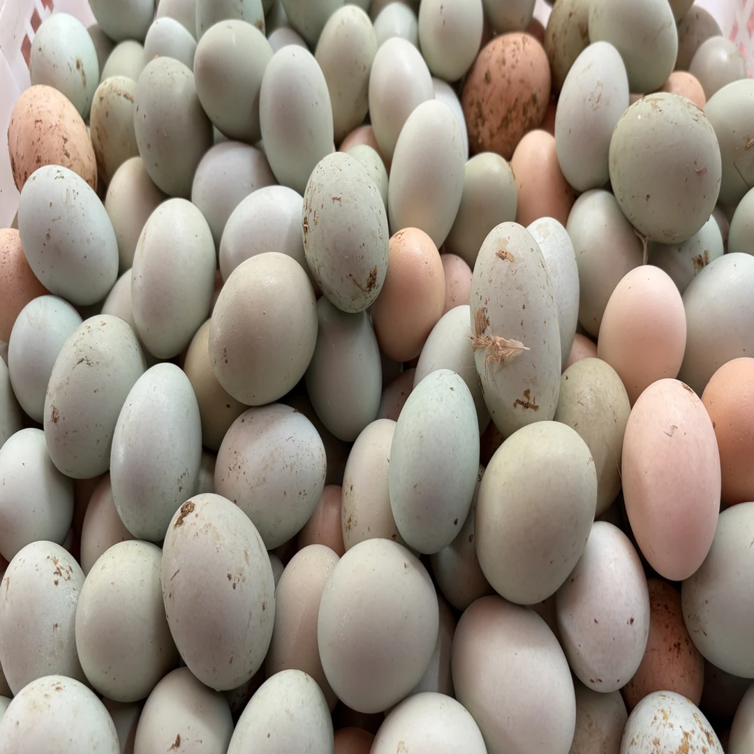【初生蛋】农家山态散养初生蛋土鸡蛋农家散养柴鸡蛋正宗新鲜