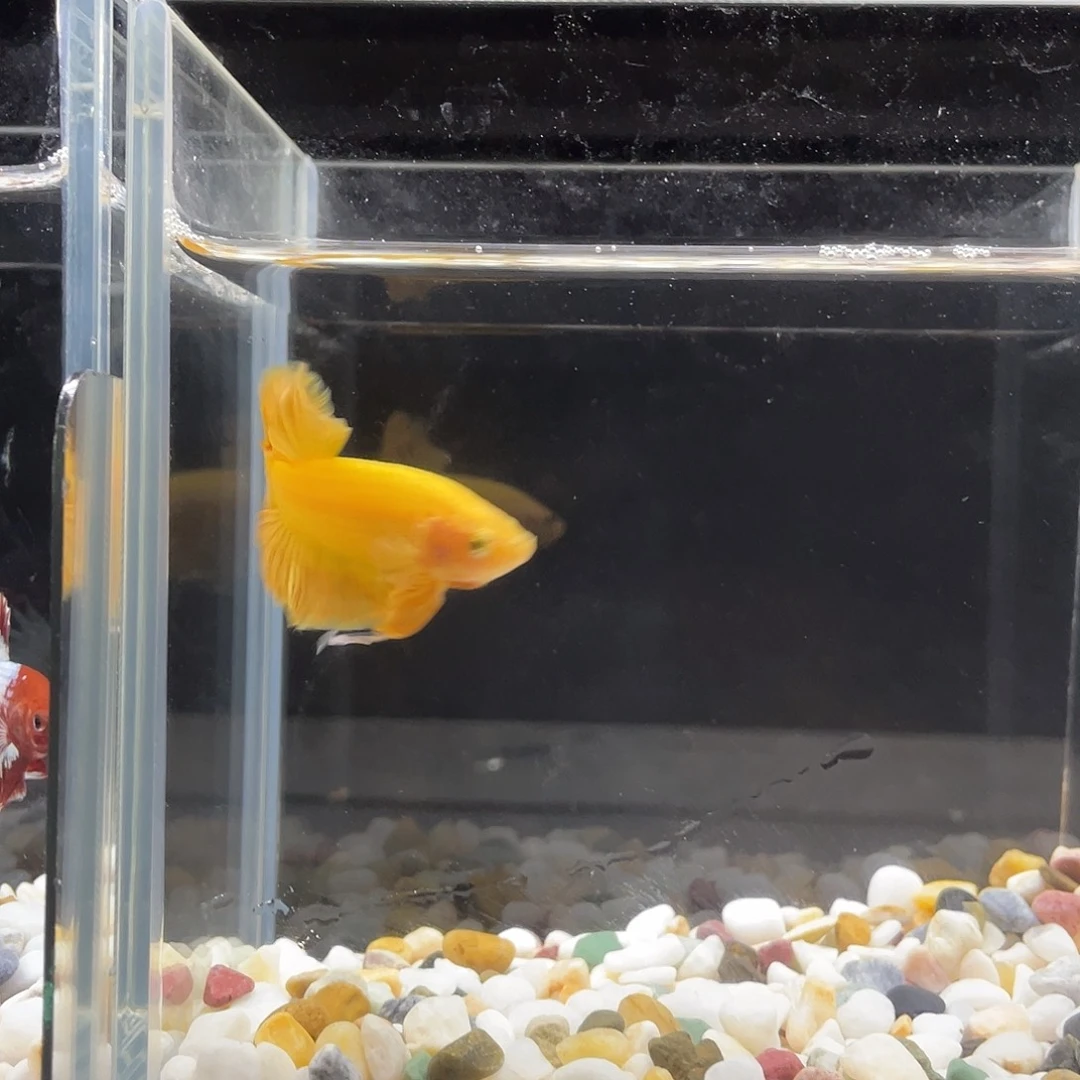 斗鱼星宸9月11日14号