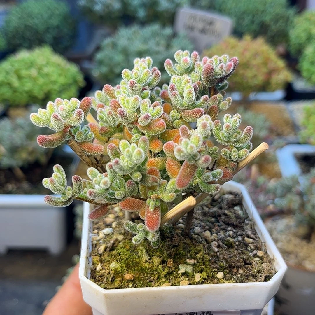 172直杆实生优选冰晶