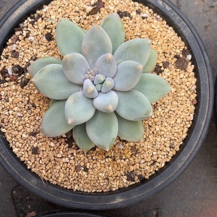 哥特萝莉 夏鸣园艺