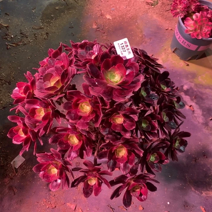 1327赤霞飞多肉植物