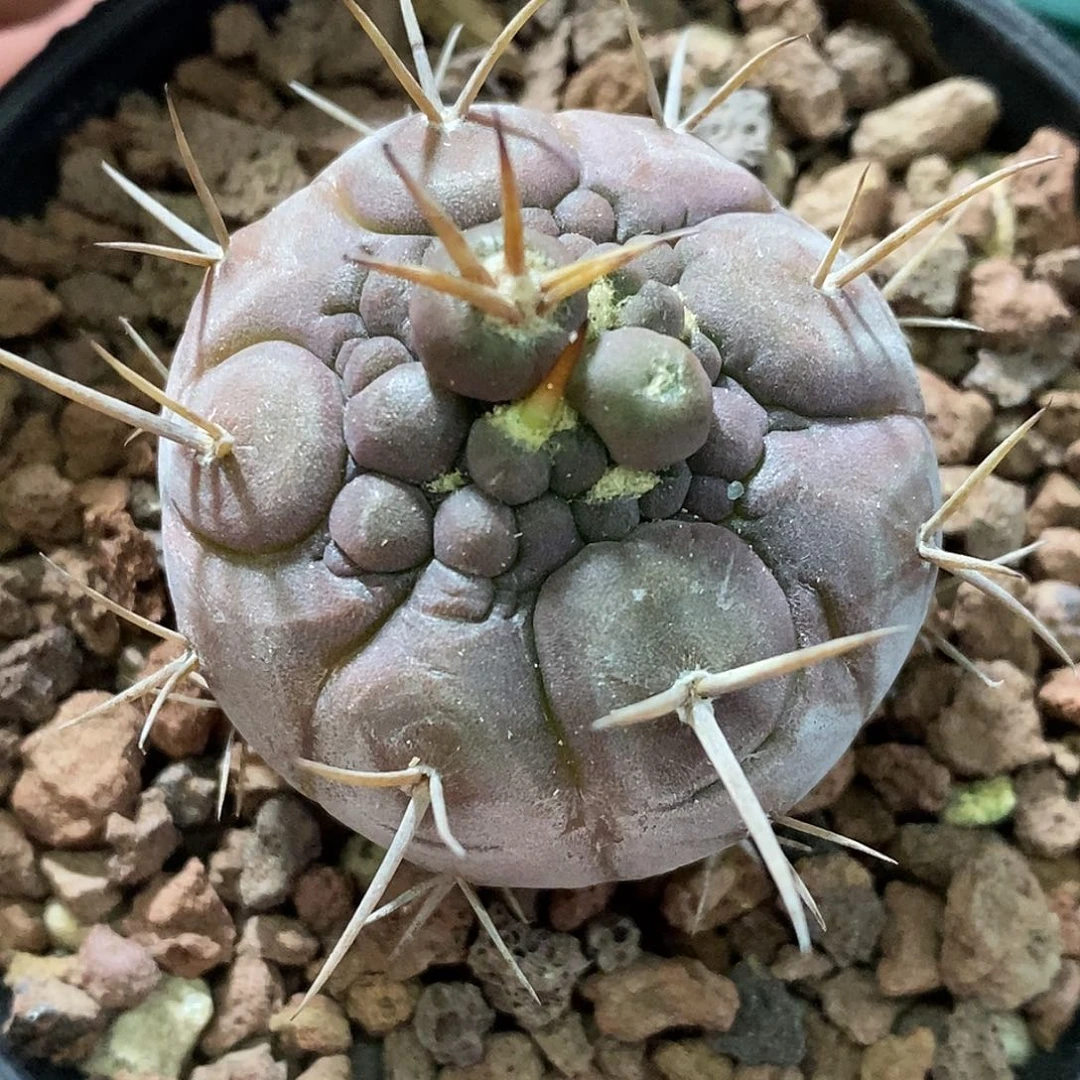 孤品实生特选株稀有变异守金摩天龙石化