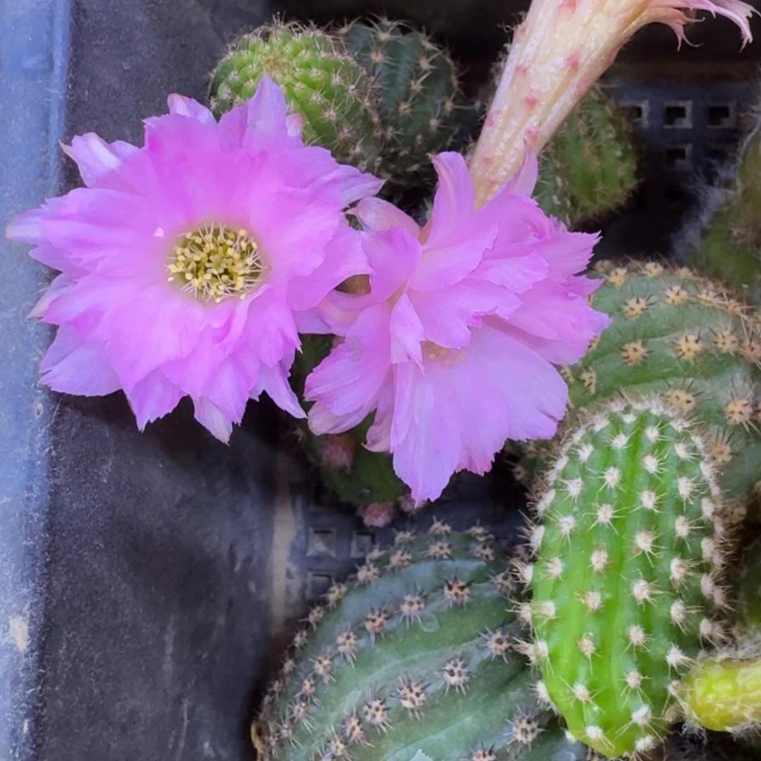 4白檀天堂歪3个无根侧牙小，20包邮