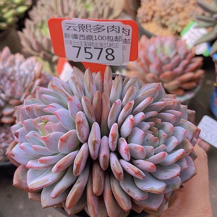 7578星星橙。