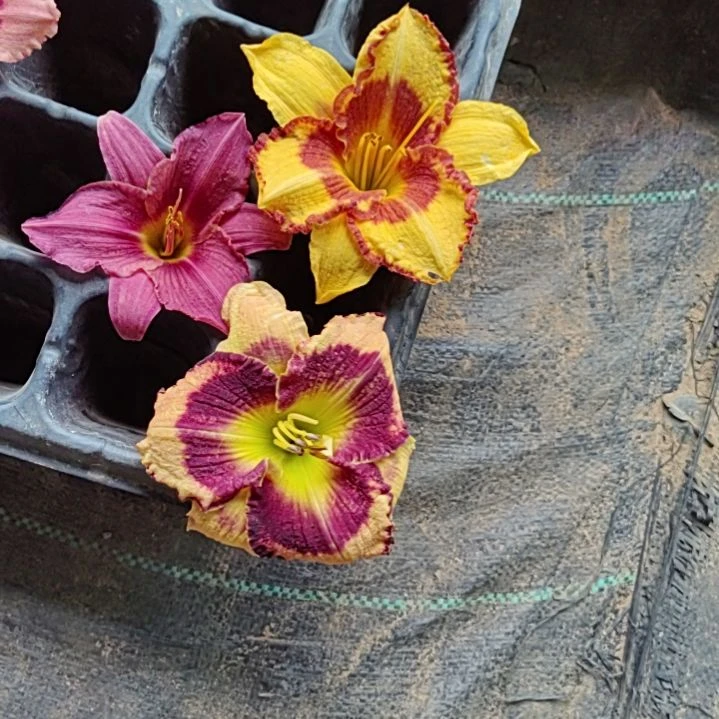 完全开放咖金绉盛夏恋人布娃娃