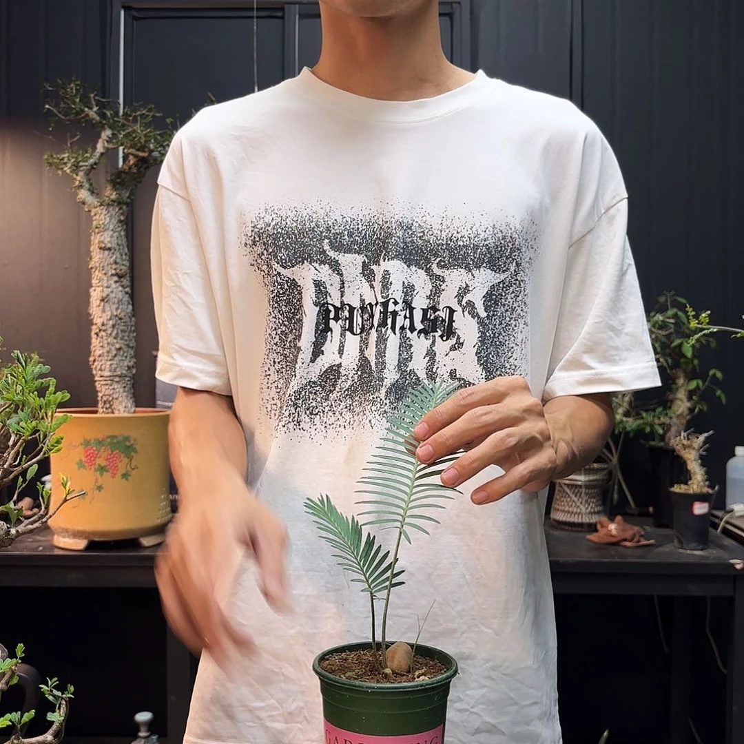 鱼骨双子铁带盆土