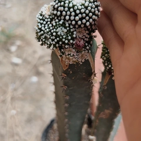 428松针牡丹特价秒杀活动