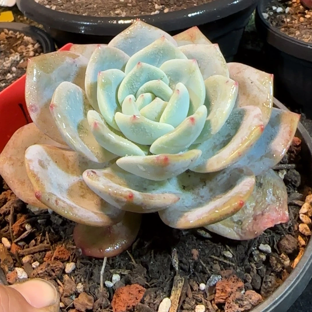 奶茶一物一拍包装收缩花旱