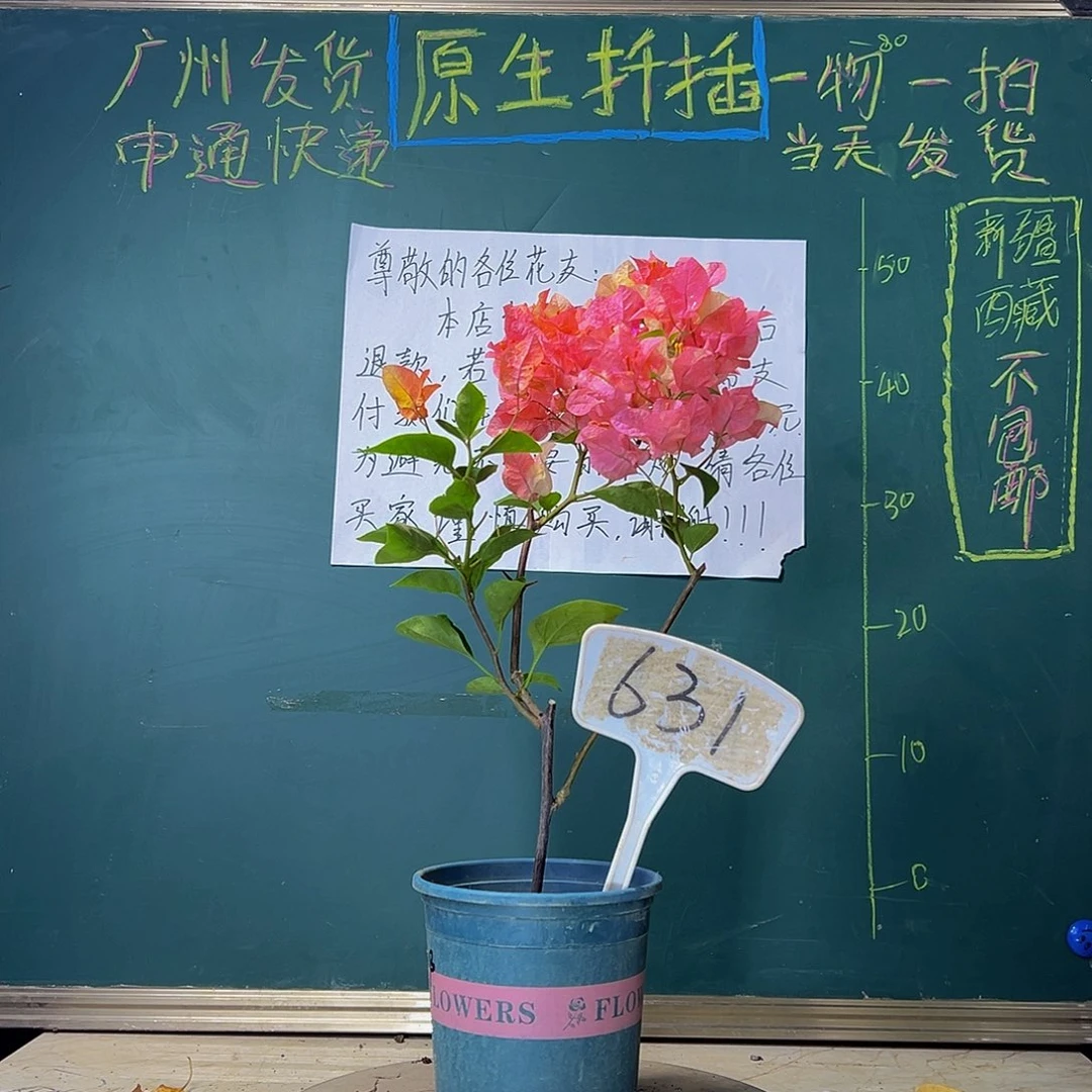 当前无花栽培后可以开花 福利 阿达娜 原生  631